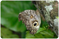 Mindo cloud forest & butterflies (STX-2D01)