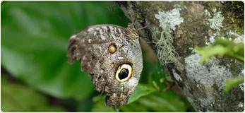 Tours from Quito to Mindo - Butterfly