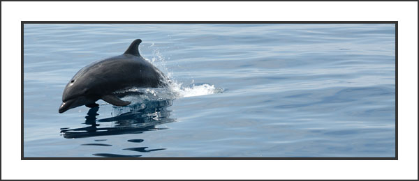 Galapagos islands - Sintaxis Tours