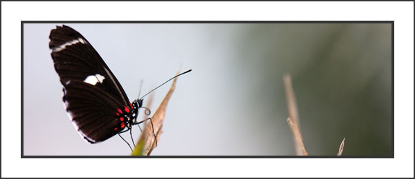 Tours to Mindo - Ecuador