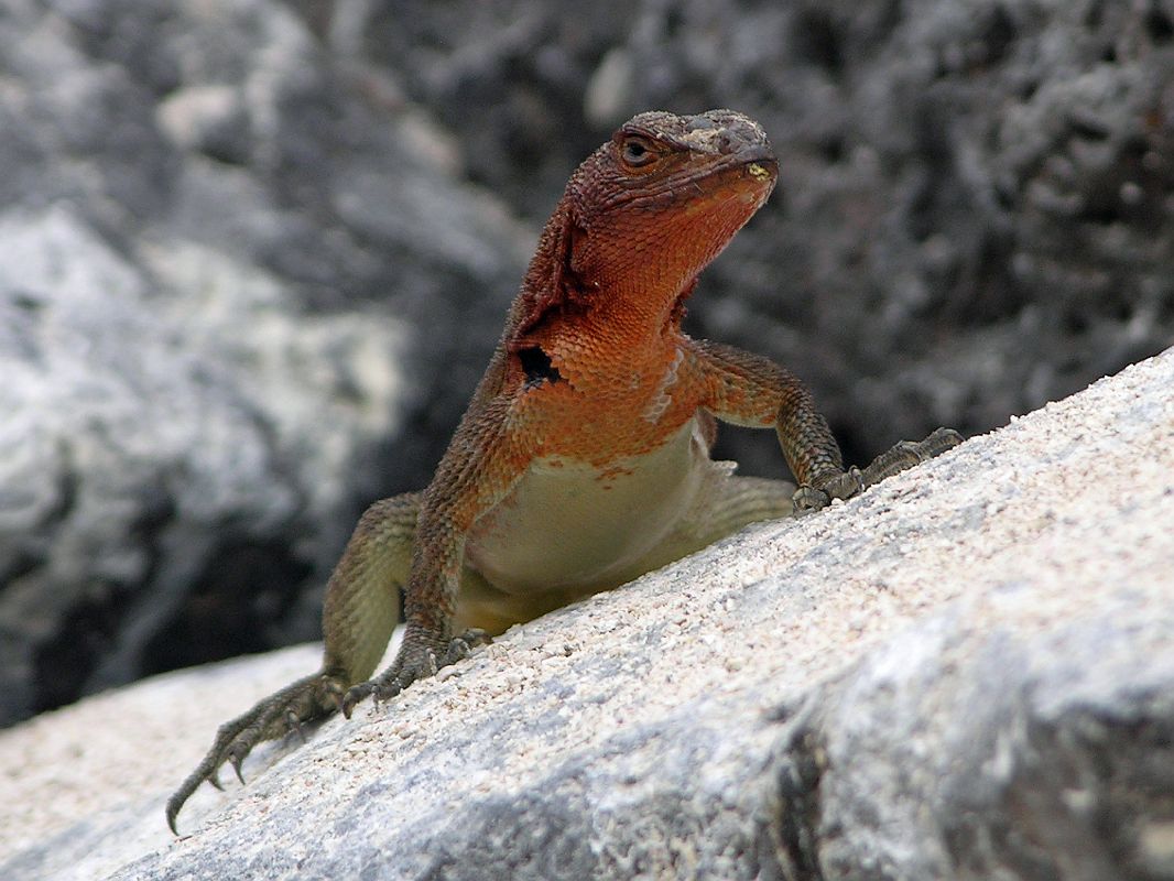 lava lizard.jpg