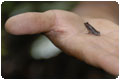 Cuyabeno National reserve in the jungle of Ecuador