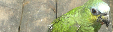 Cuyabeno national reserve birds