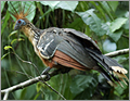 birds - Cuyabeno reserve