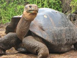 galapagos tortoise.jpg