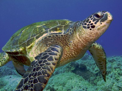 marine turtle.jpg