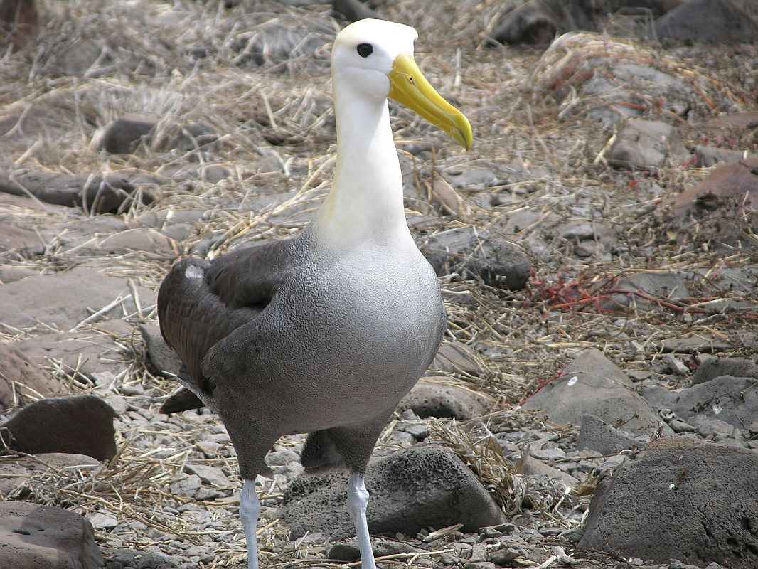 waved albatross.jpg